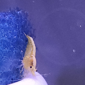 Crevette yellow neon jaune livraison gratuite