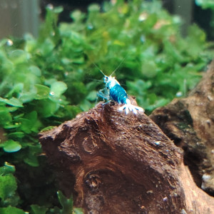 Crevettes blues océan