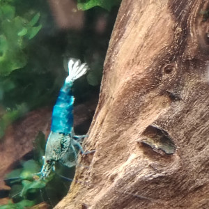 Crevettes blues océan