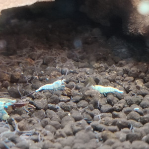 Crevettes blues océan