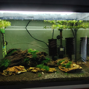 Vend Aquarium complet avec souche crevettes