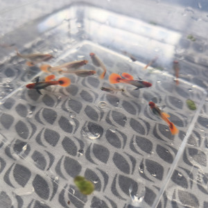 Trio guppy koi tuxedo