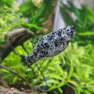 Donne femelle(s) Molly Dalmatien