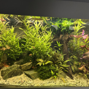 Plantes aquarium