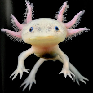 Recherche Axolotl