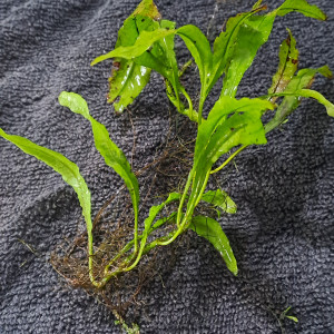 Microsorum pteropus (Fougère de java)