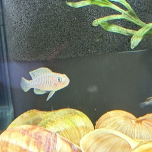 Neolamprologus multifasciatus (Souche Élevage Passion)