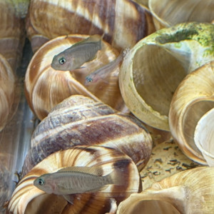 Neolamprologus multifasciatus (Souche Élevage Passion)