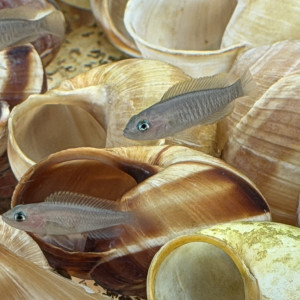 Neolamprologus multifasciatus (Souche Élevage Passion)