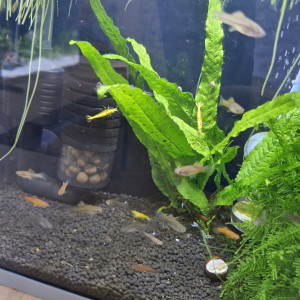 Xiphophorus hellerii ( alvin entre 5 et 7 mois)