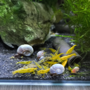 Crevette neocaridina