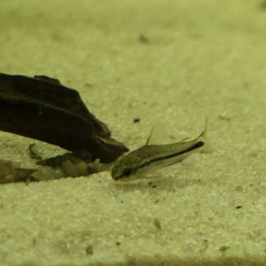 Corydoras pygmée