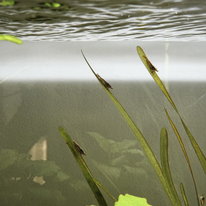 Crevettes Déclassées