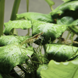 Crevettes Déclassées