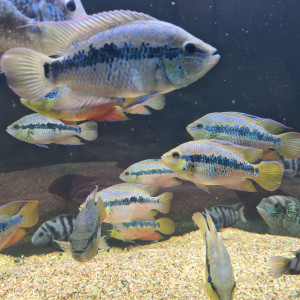 Vends  Cichlasoma salvini adulte male et femelle et Amatitlania nigrofasciata adulte male et femelle