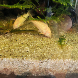Corydoras aeneus albinos