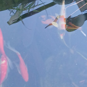 Carpes koï amour blanc poissons rouge