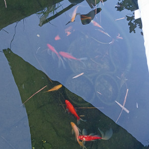 Carpes koï amour blanc poissons rouge