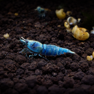 Crevettes Blue Bolt (Taiwan Bee) – 1,5 / 2 cm