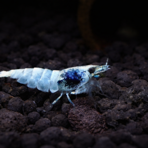 Crevettes Blue Bolt (Taiwan Bee) – 1,5 / 2 cm