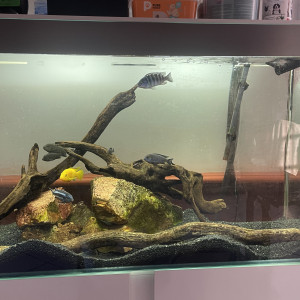 Aquarium 200L équipé complet avec poissons