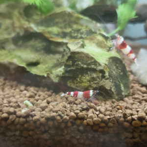 Crevettes CRS – 30 disponibles