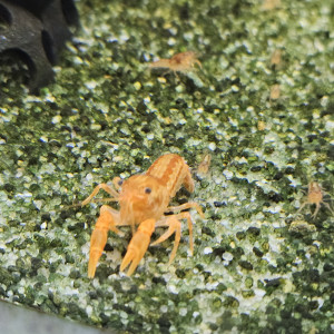 Écrevisses CPO