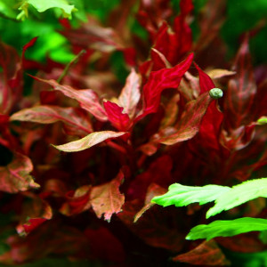 Alternanthera reineckii 'Rosanervig'