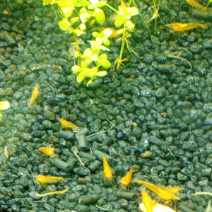 Orange opaque haut grade