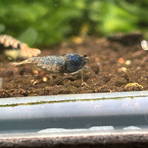 Don boue bolt femelle