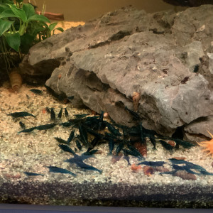 Crevettes Blue Dream (Neocaridina)