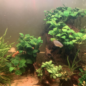 Crevettes Blue Dream (Neocaridina)