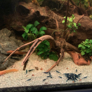 Crevettes Blue Dream (Neocaridina)