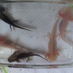Axolotl Besançon