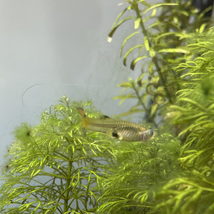 Alevin Guppy 4/5 mois