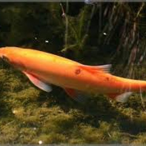 Ides mélanotes dorés