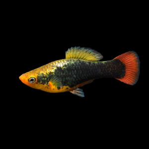 recherches des platys en échanges contre guppys et guppys endler