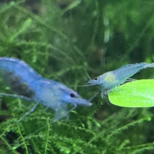 Crevette neocaridina Blue jelly