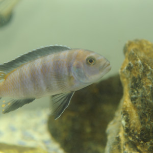 cynotilapia zebroide jalo reef