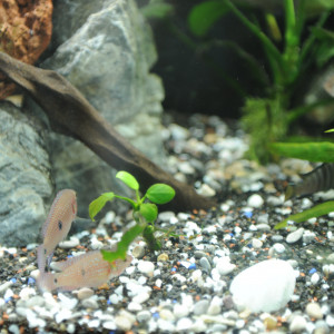 Hemichromis bimaculatus