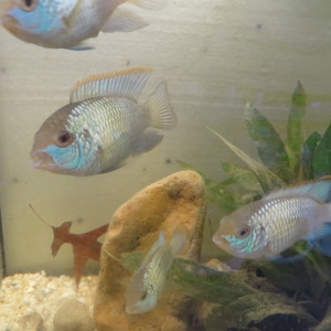 CICHLIDES ACARA BLEU