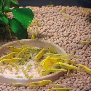 Crevette yellow néon