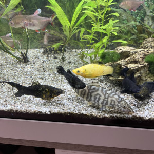 Donne loches de rivière (env. 10 cm) – pour aquarium adapté