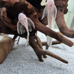 Jeunes ancistrus mâles snow white longfin