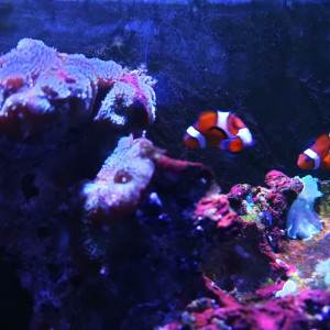 Donne Couple de poissons clowns 2 ans