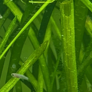 Donne jeunes Guppys. Nord de Rennes (35).