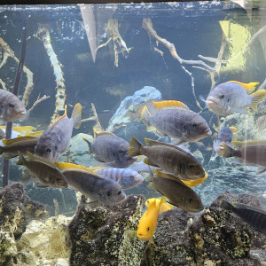 Donne gratuitement  poissons cichlidés du lac de malawi