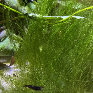 Vente crevette Neocaridina d’eau douce noire et transparente