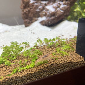 Écrevisses CPO naine orange