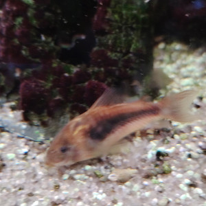 Donne Corydoras aenus